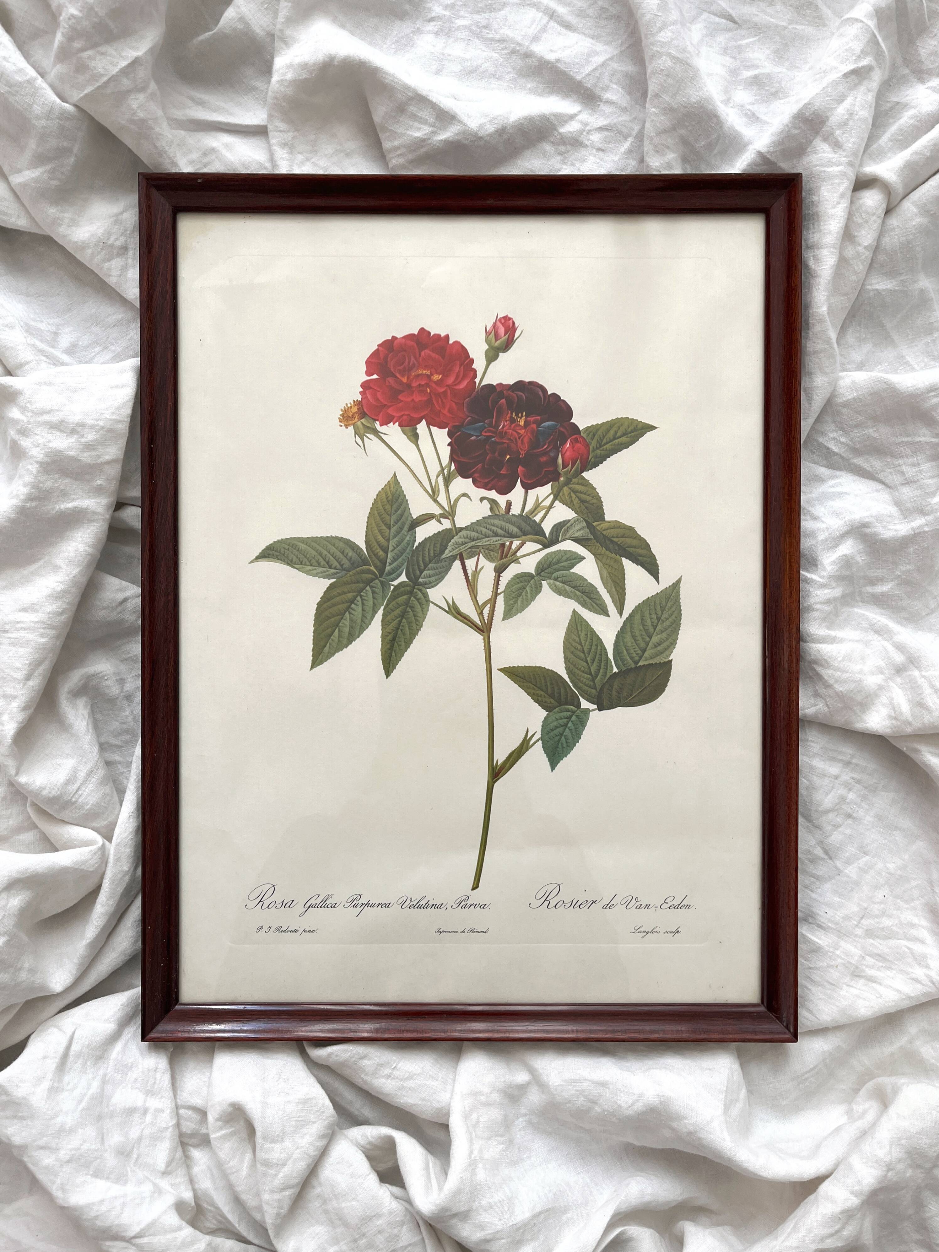 Framed lithograph of roses by Pierre Joseph Redouté, vintage botanical poster