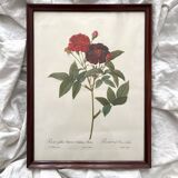Framed lithograph roses Pierre Joseph Redouté, vintage botanical poster