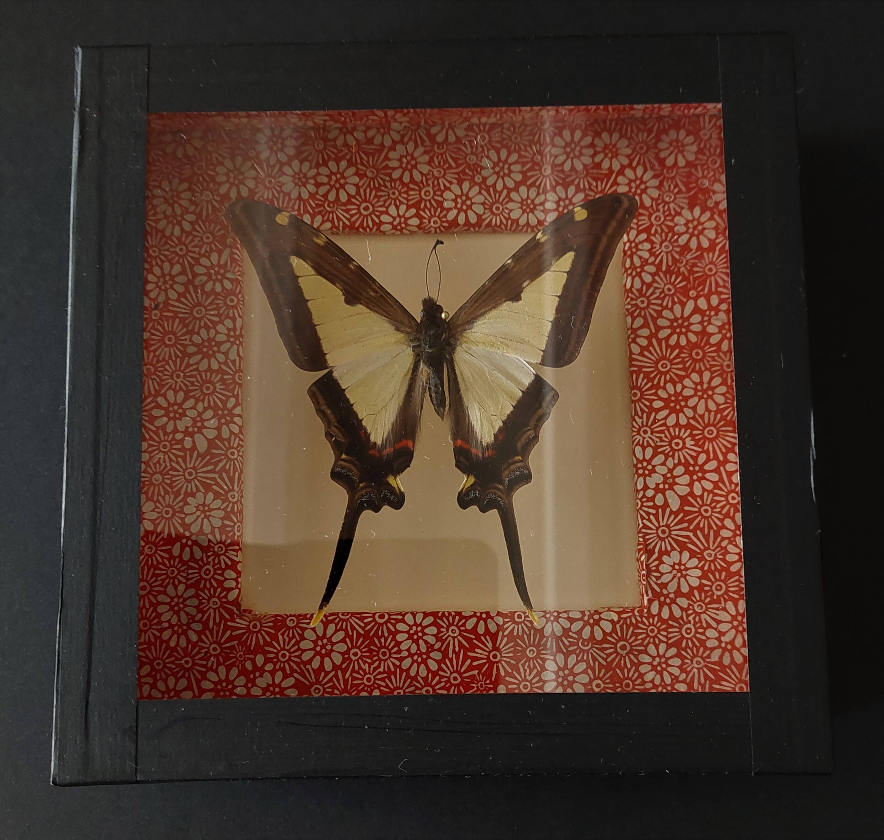 Natural history entomology framework butterfly eurytides leucaspis