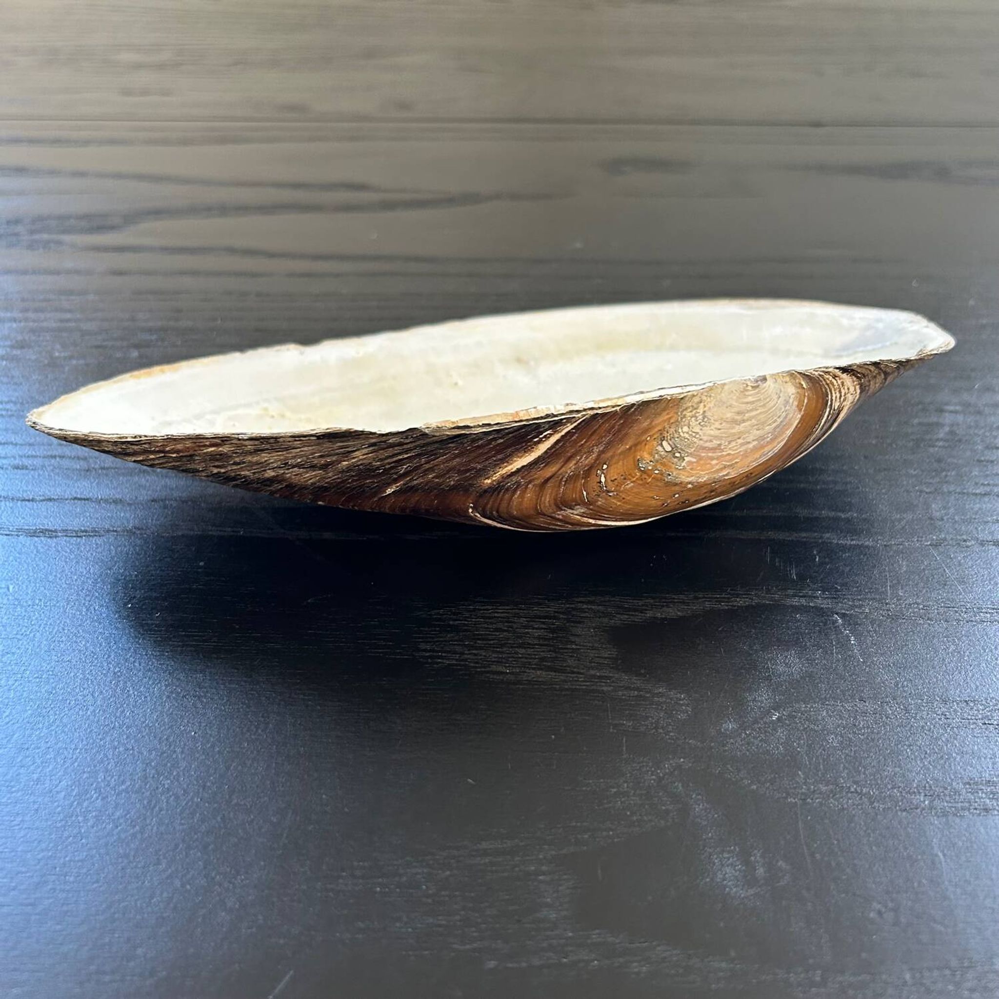 Vide poche coquillage en nacre