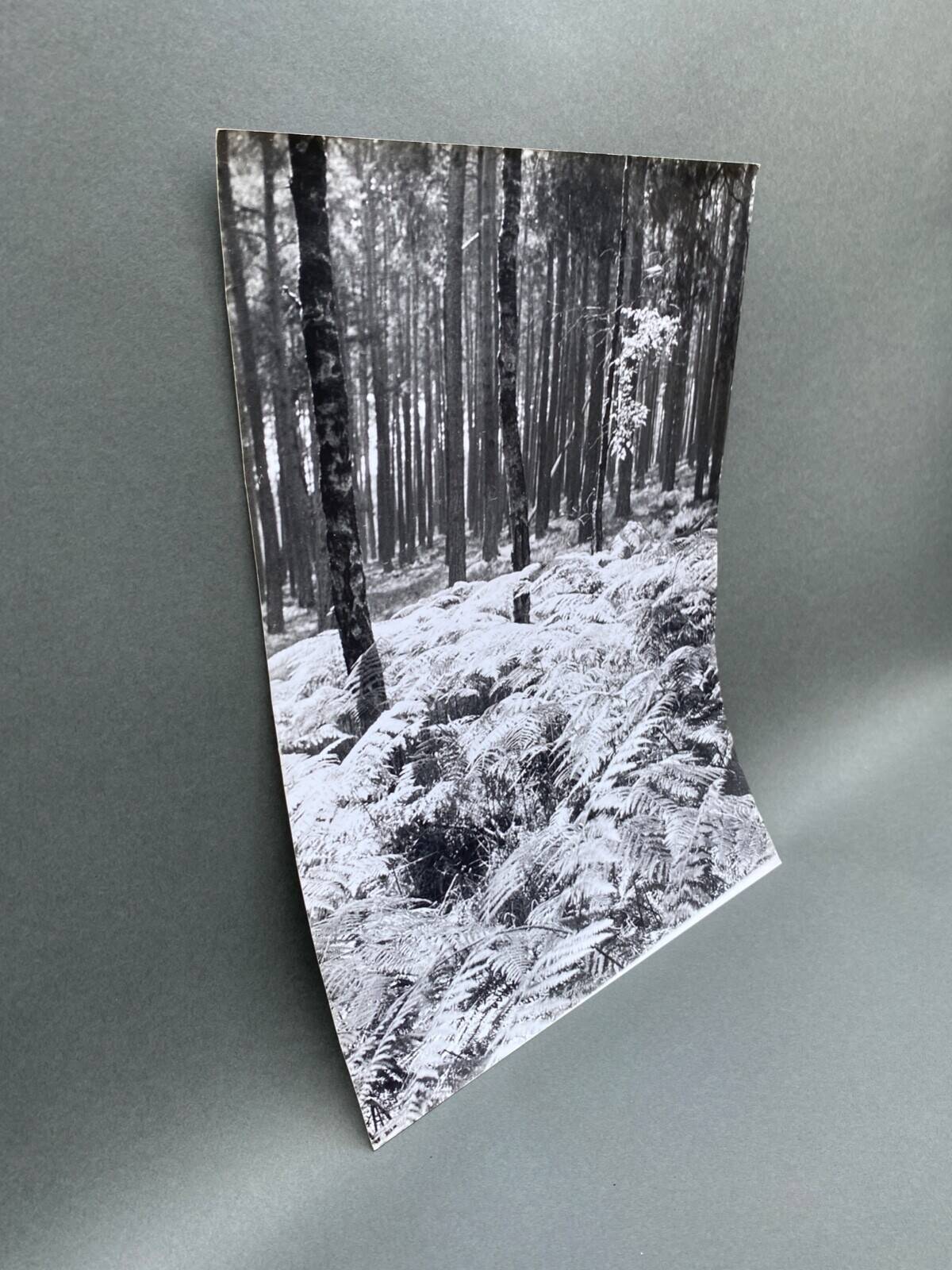 Silver gelatin photograph by Bernard Darot, Undergrowth, 20th century