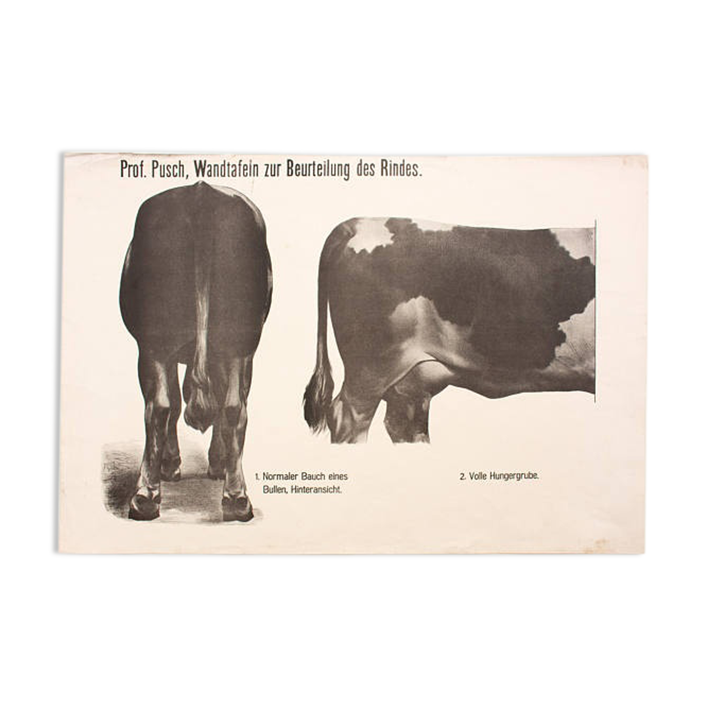 Graphic Poster by Dr. G Pusch, "Anatomy of Cows", 1901