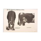 Graphic Poster by Dr. G Pusch, "Anatomy of Cows", 1901