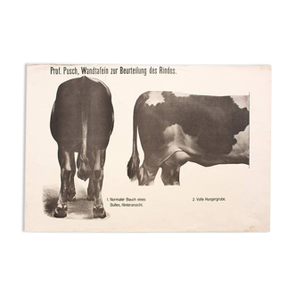 Graphic Poster by Dr. G Pusch, "Anatomy of Cows", 1901