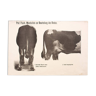 Affiche graphique par Dr G Pusch, « Anatomie de vaches », 1901