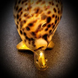 Bronze turtle and shell