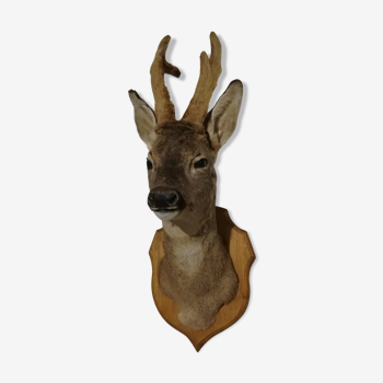 Deer trophy