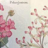 Cadre planche botanique pelargonium