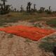 Moroccan Berber rug Mrirt orange terracotta