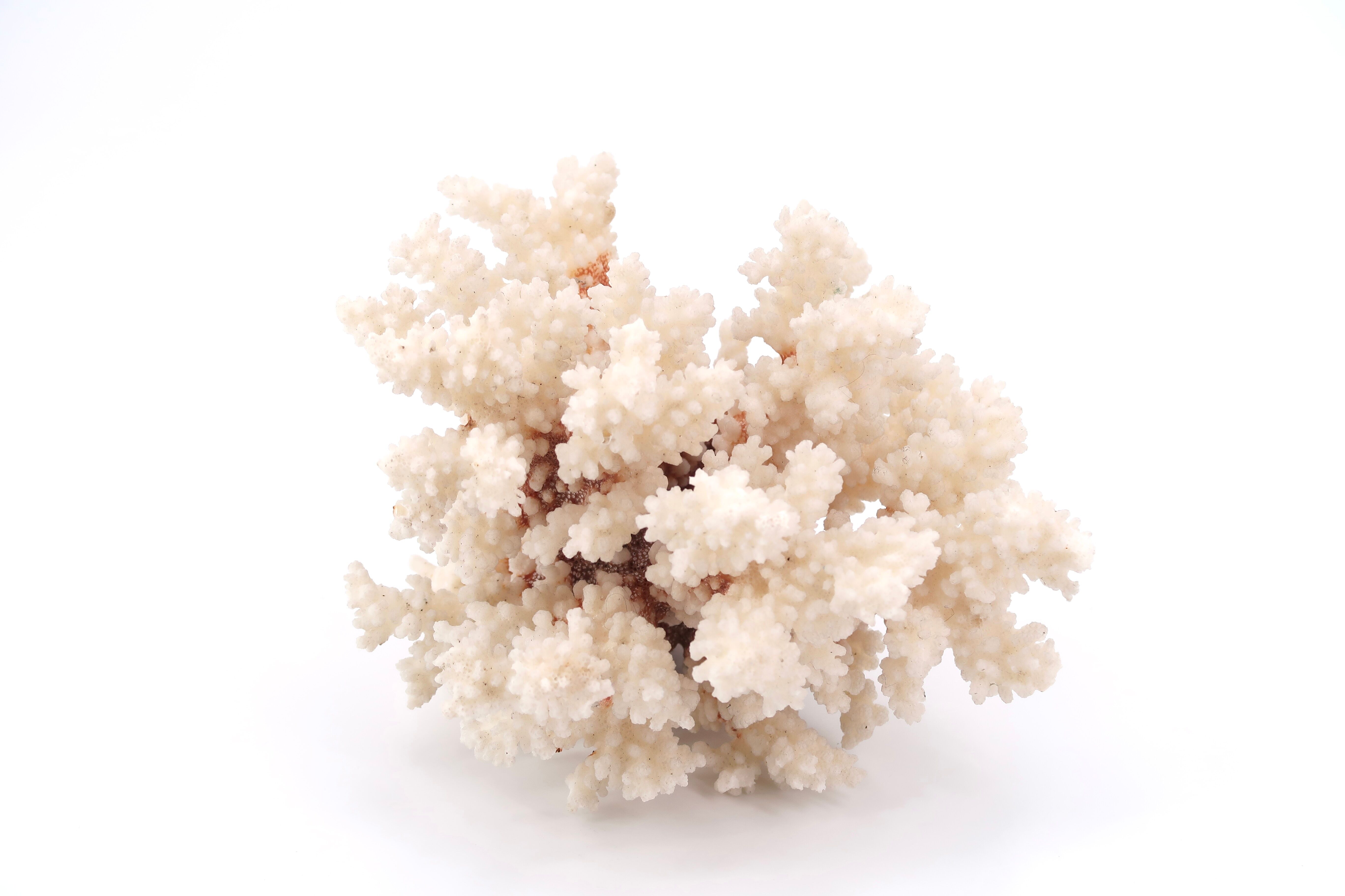 White coral, 70s