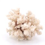 White coral, 70s
