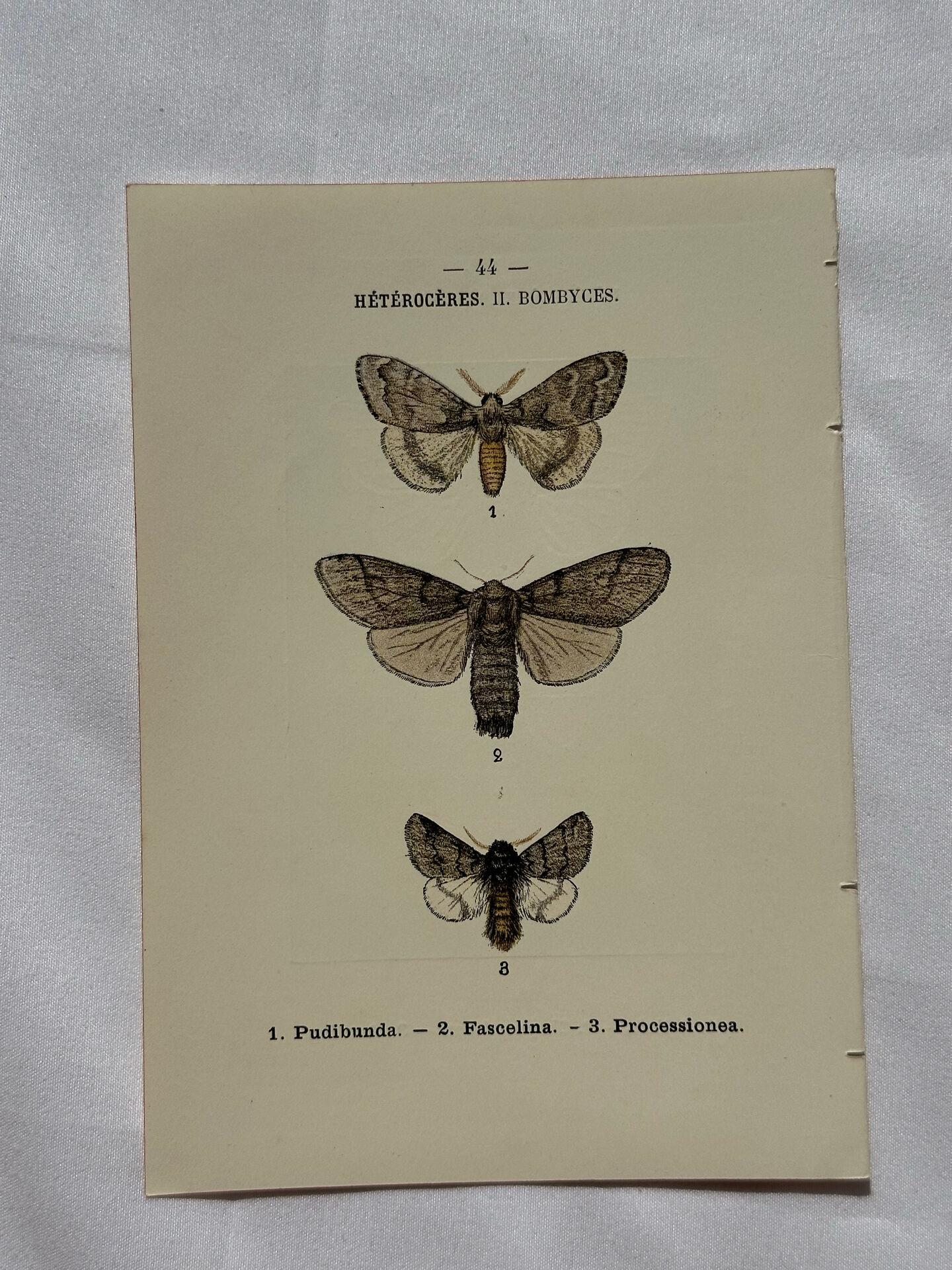 Botanical Plate 1800 Old naturalist engraving 19th century double-sided