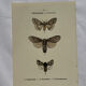Botanical Plate 1800 Old naturalist engraving 19th century double-sided