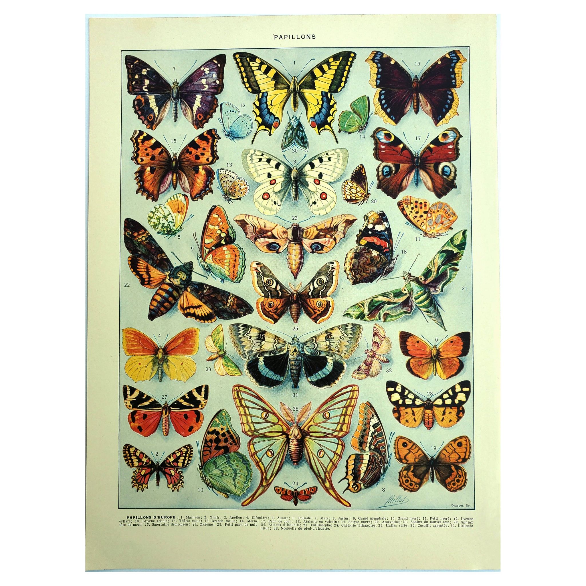 Antique lithograph 1928 A. Millot - Butterflies of Europe
