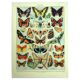 Antique lithograph 1928 A. Millot - Butterflies of Europe