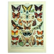 Antique lithograph 1928 A. Millot - Butterflies of Europe