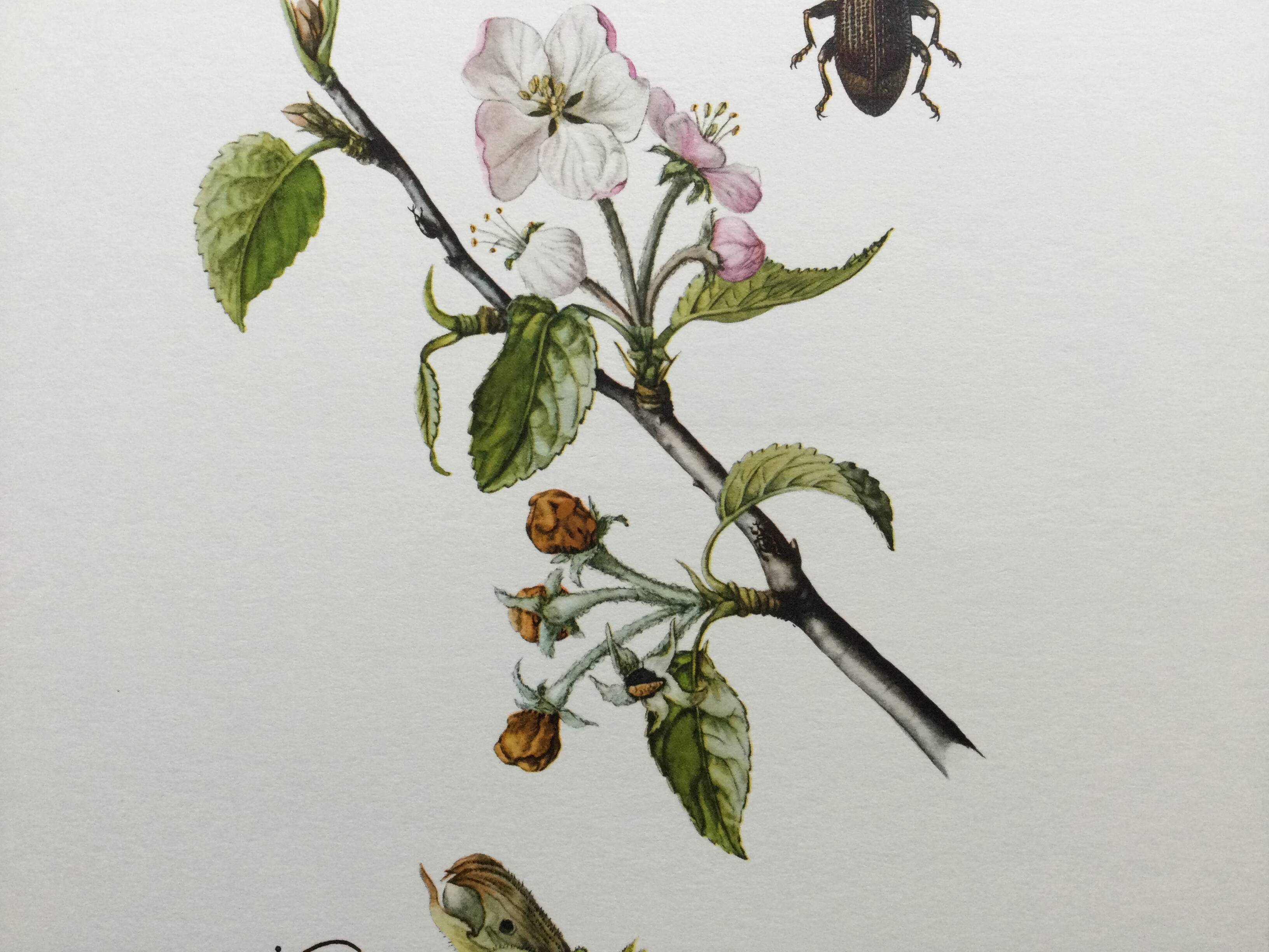 Vintage Insect Print, Old Illustration from the 60s