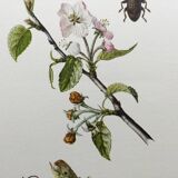 Vintage Insect Print, Old Illustration from the 60s