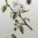 Impression vintage Insecte,  Illustration ancienne année 60
