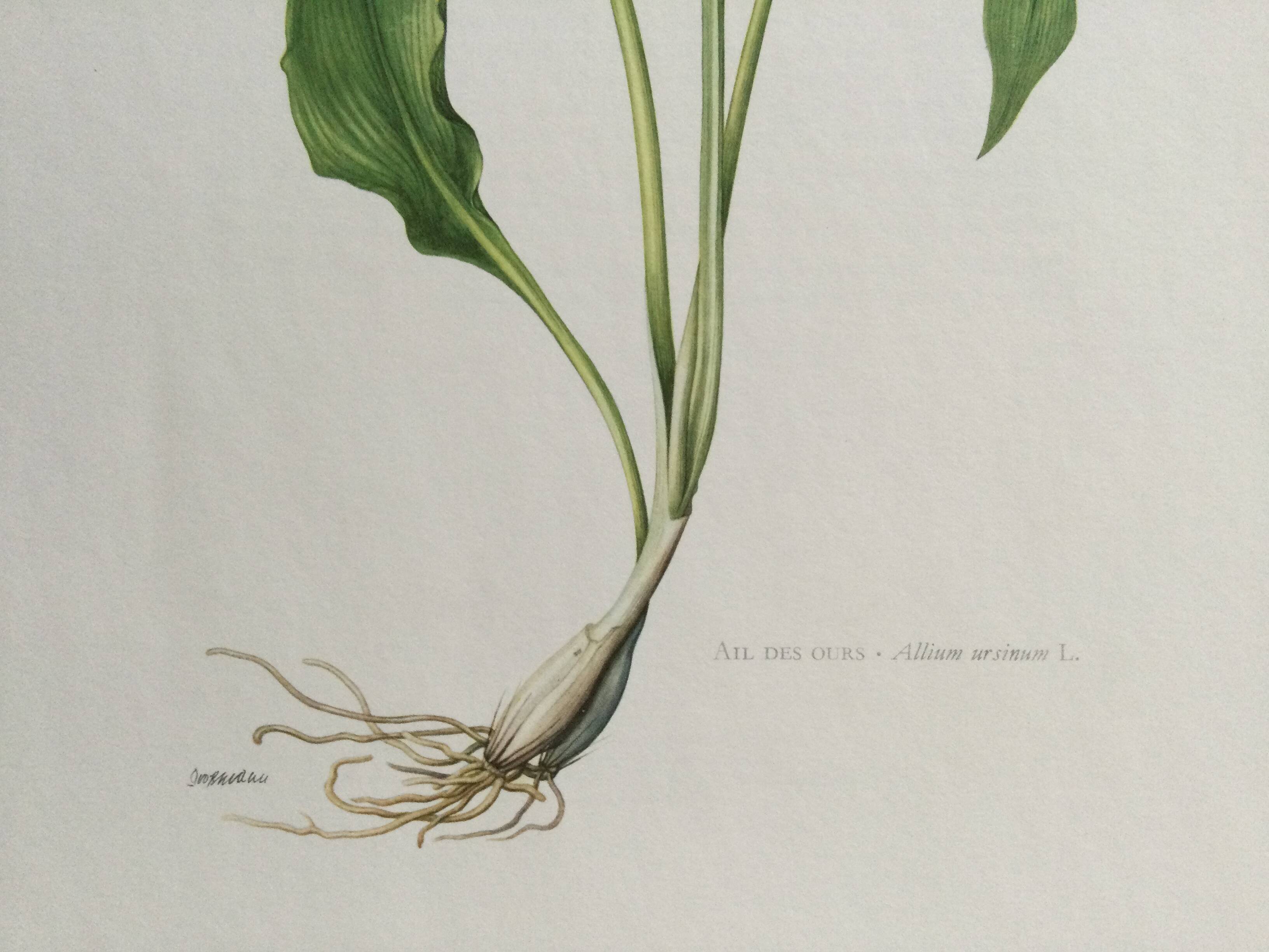 Botanical poster, Old illustration "flowers" from the 60s