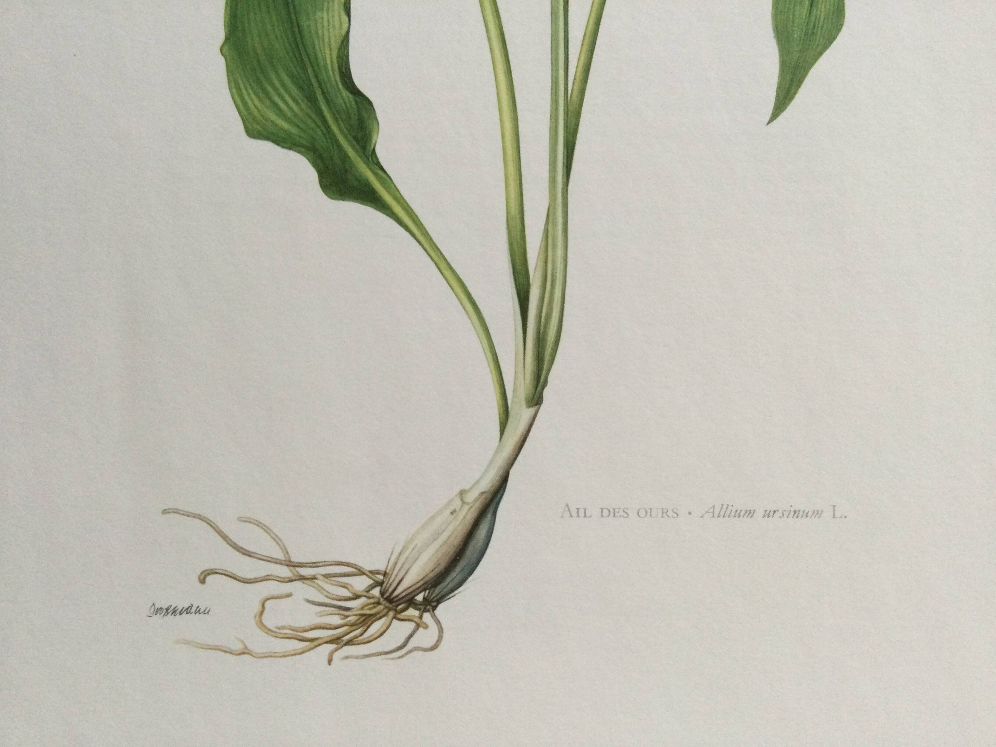 Botanical poster, Old illustration "flowers" from the 60s