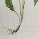 Botanical poster, Old illustration "flowers" from the 60s