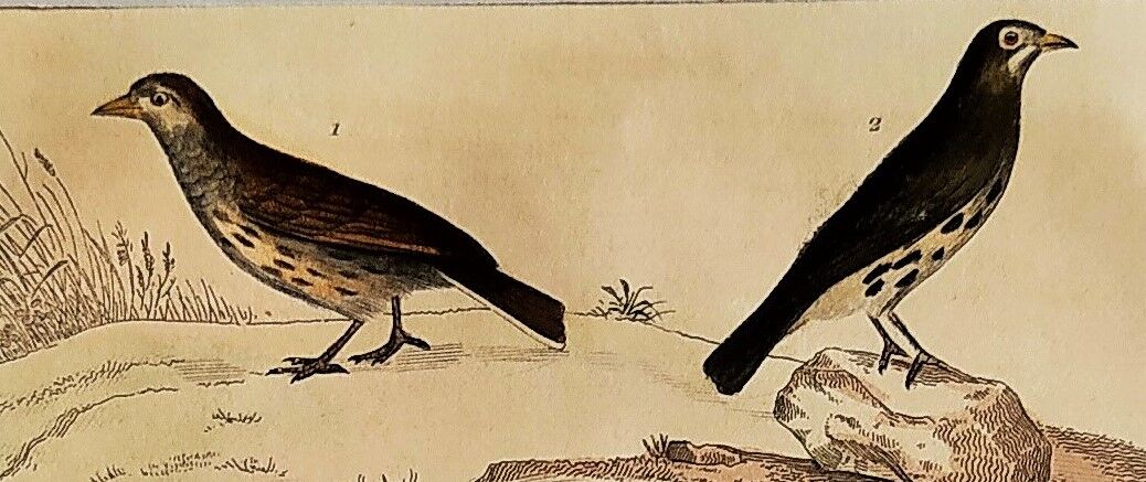 Original Ornithological plate " Lark of the fields - Farlouse - &c... " Buffon (1836)