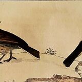 Original Ornithological plate " Lark of the fields - Farlouse - &c... " Buffon (1836)