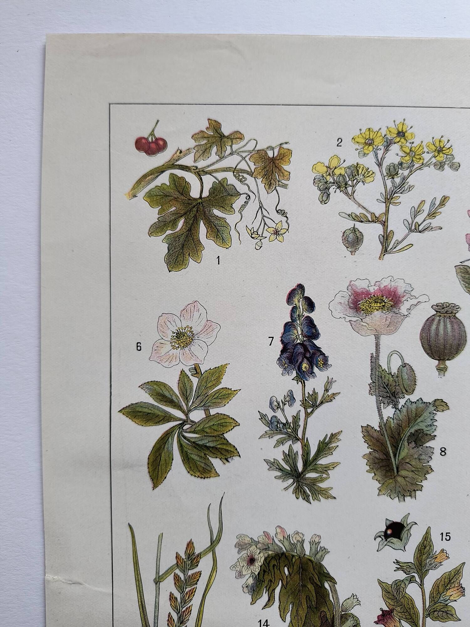 Botanical engraving 1922 - Poisonous plants - vintage floral print