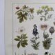 Botanical engraving 1922 - Poisonous plants - vintage floral print