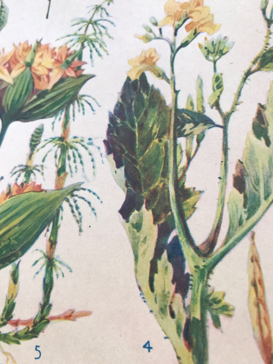 Original vintage botanical board n X