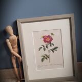 Litho rosier provins stapelie
