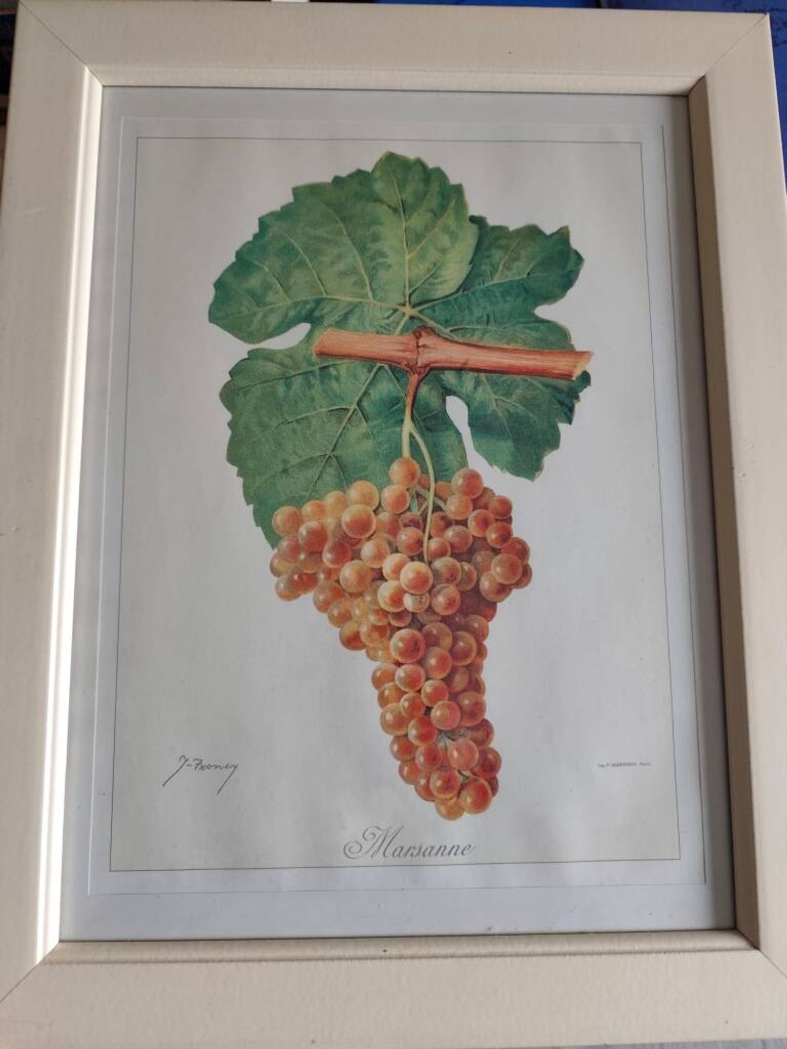 Framed reproduction lithograph of the ampelography treaty by Viala 1901.