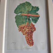 Framed reproduction lithograph of the ampelography treaty by Viala 1901.