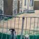 Bentley Signed Watchdogs