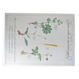Herbal tea botanical board