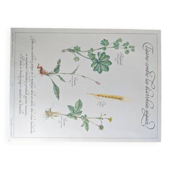 Planche botanique tisane