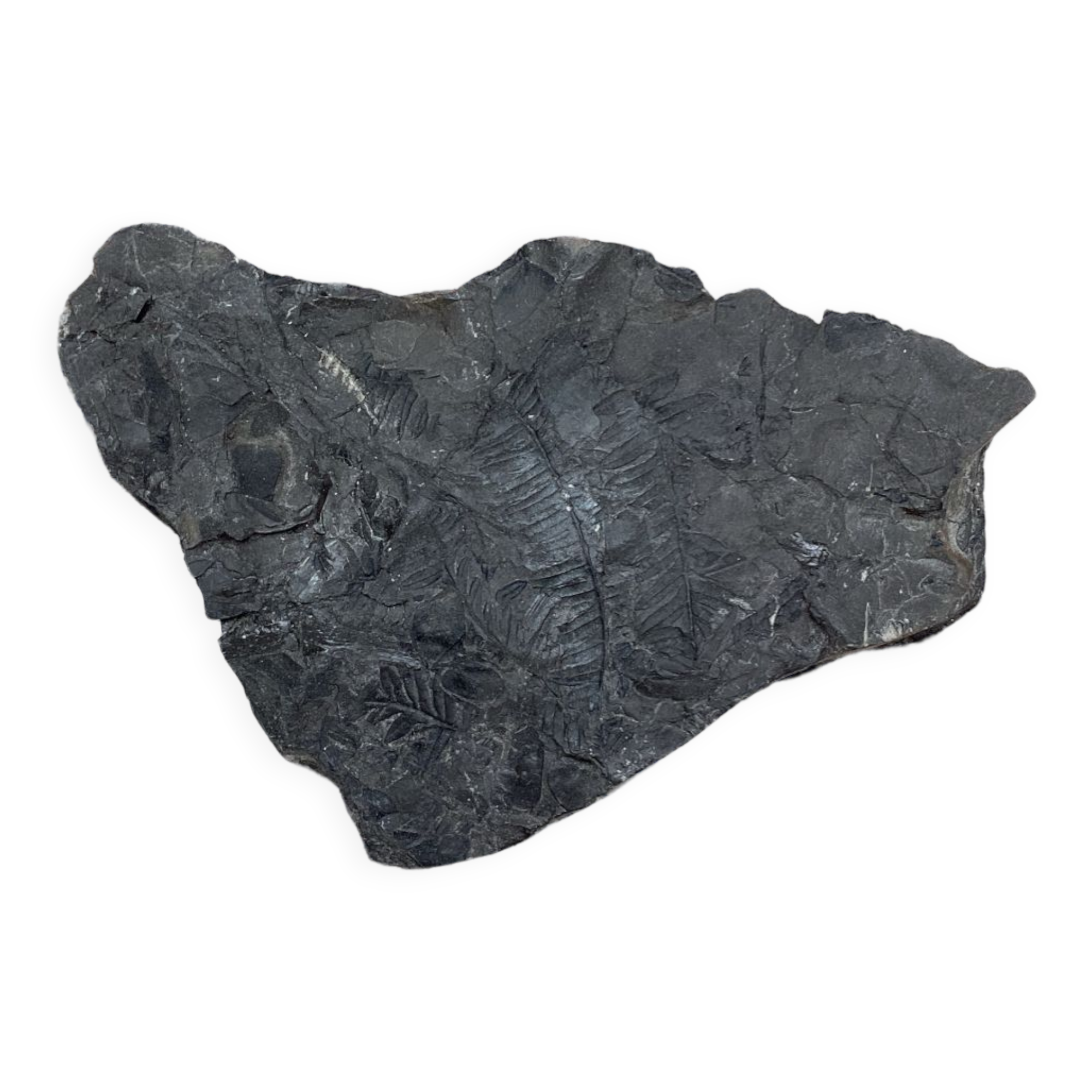 Plant fossilized plate