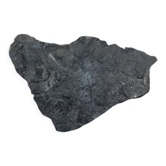 Plaque fossilisée végétaux