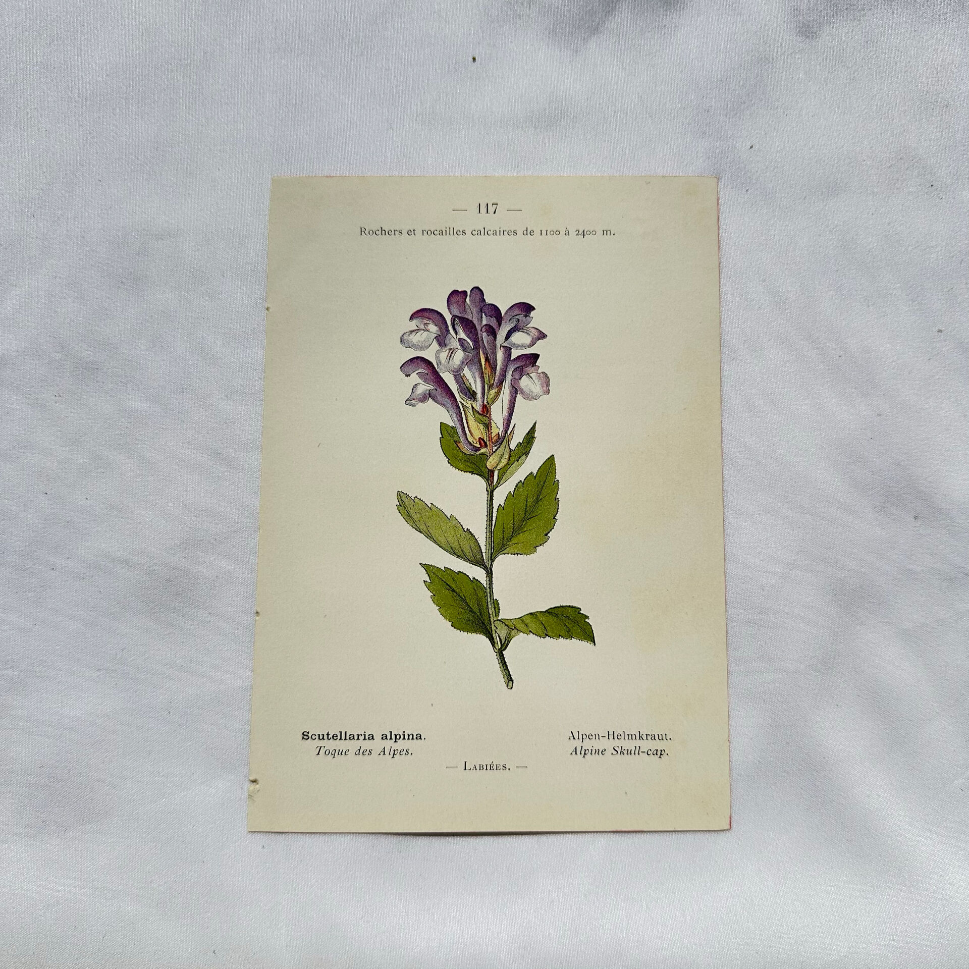 Old botanical engraving from the 19th century – Coloured plant illustration