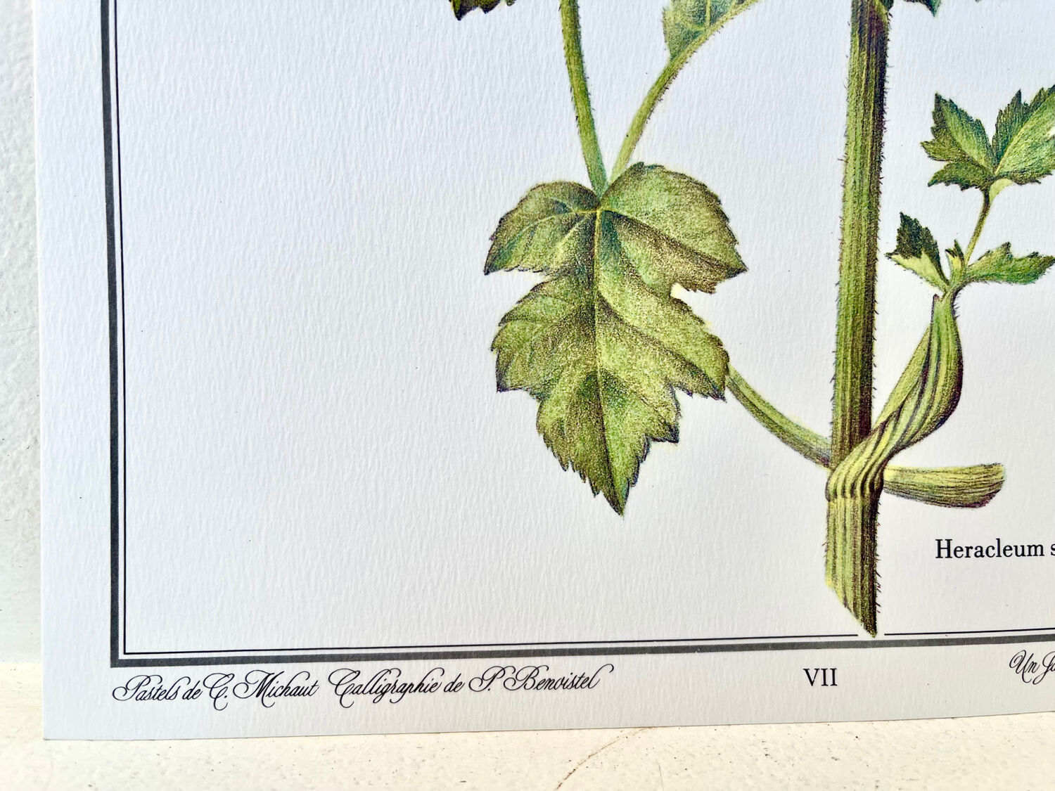Botanical plate – Giant hogweed – Louis Pariente, 1986