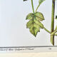 Botanical plate – Giant hogweed – Louis Pariente, 1986