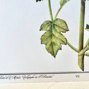 Botanical plate – Giant hogweed – Louis Pariente, 1986