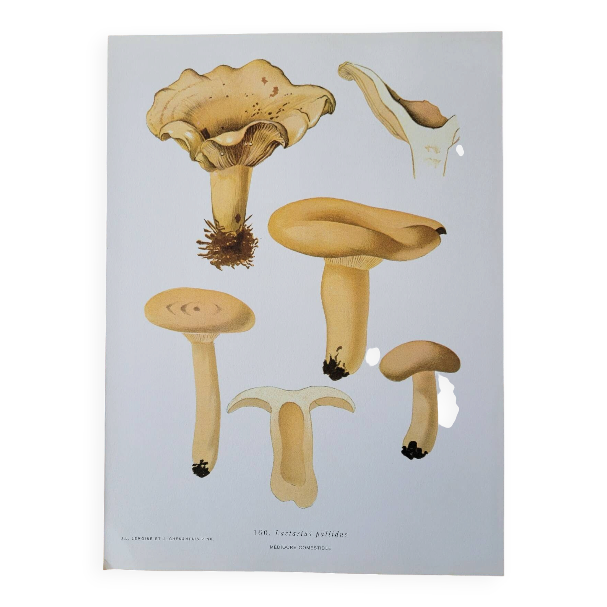 Planche lithographique champignon Lactaire, 1960