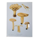 Planche lithographique champignon Lactaire, 1960