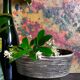Modernist ceramic pot cover 50s