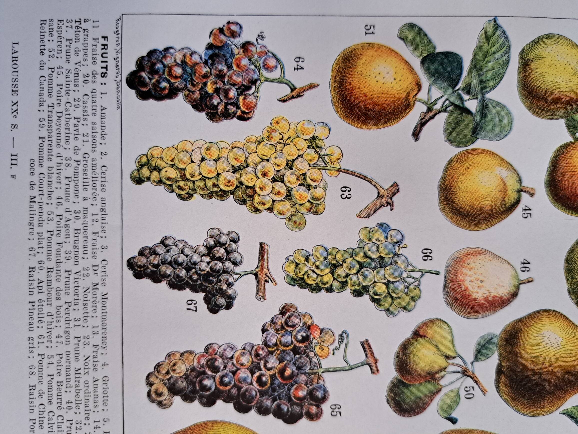 Fruits