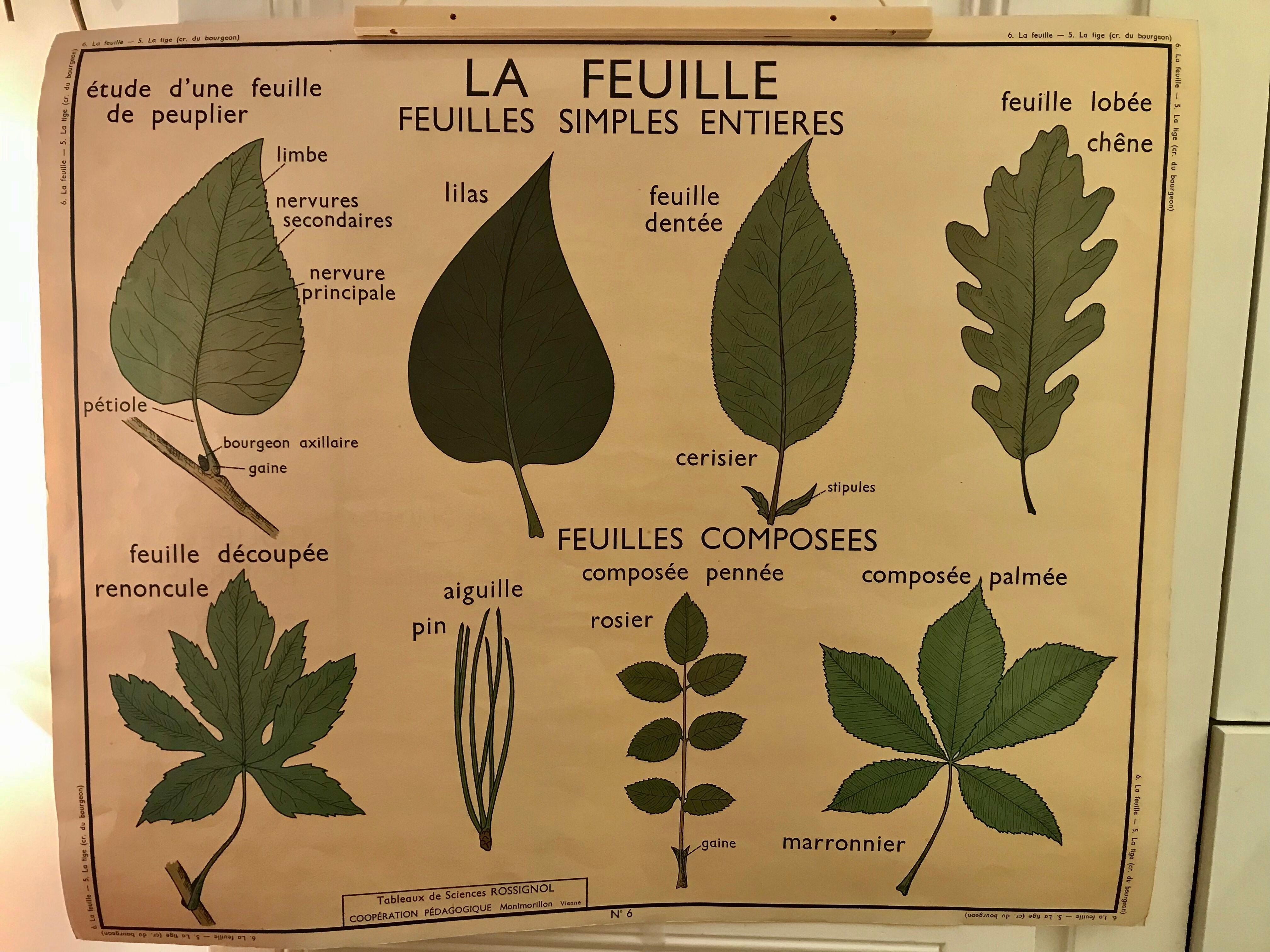 Nightingale educational poster