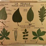 Nightingale educational poster