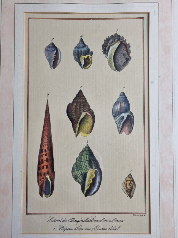 Planche d'Histoire Naturelle, Conchyliologie, signée dans la planche, XVIIIème